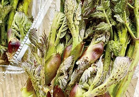 木曽山野菜：香椿芽