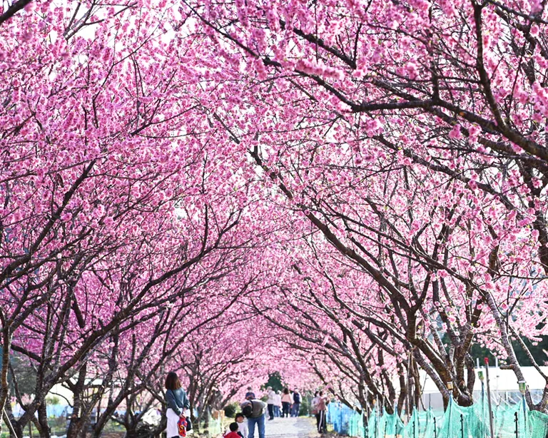 Tenryu Aizu Hanamomo no Sato - Image 3