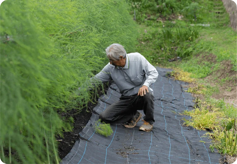 Yonematsu Town Melon