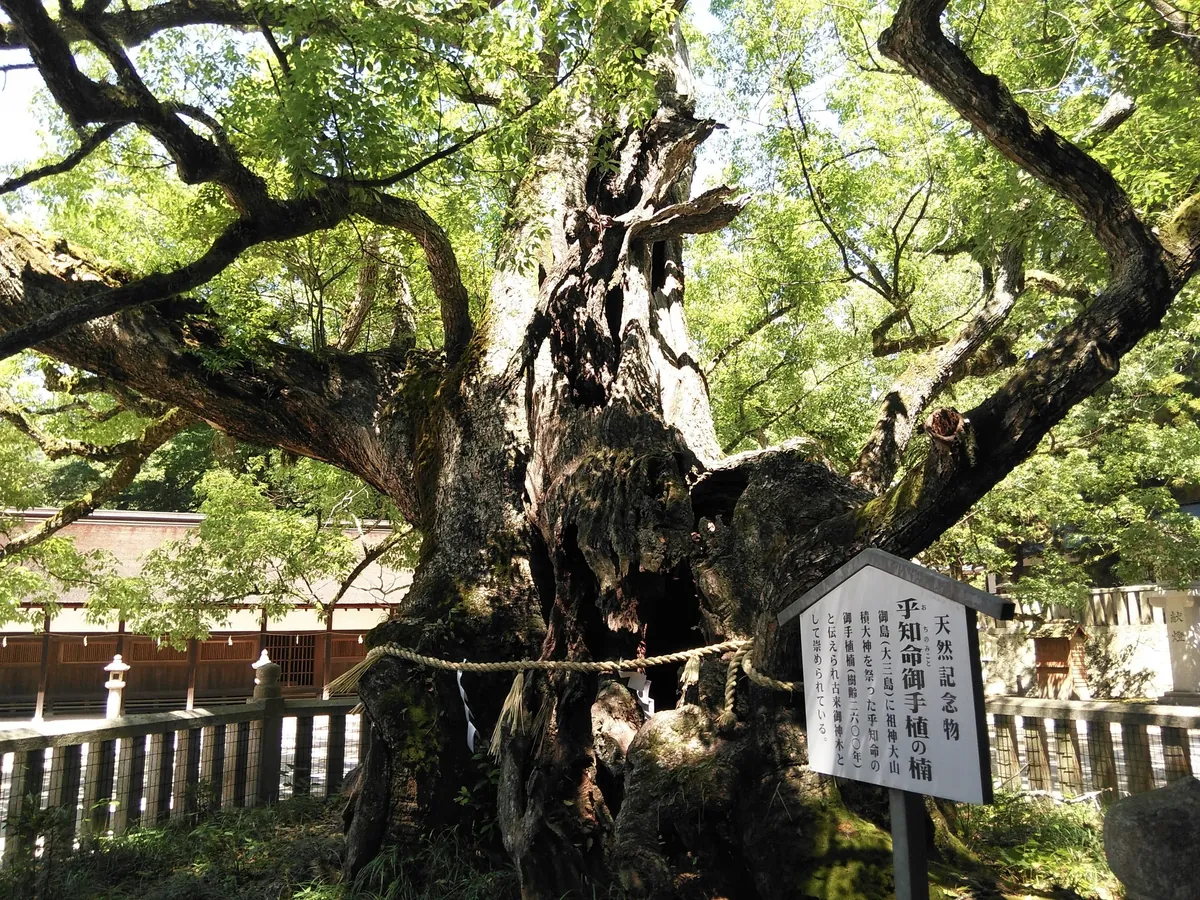 The sacred 2600-year-old camphor tree at Ōyamazumi Shrine on Omishima Island