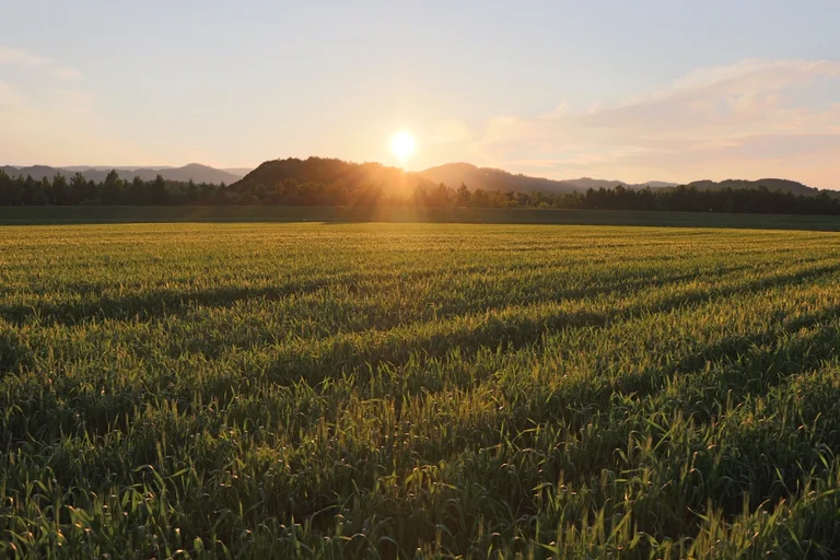 美深產小麥「ハルユタカ」麵粉