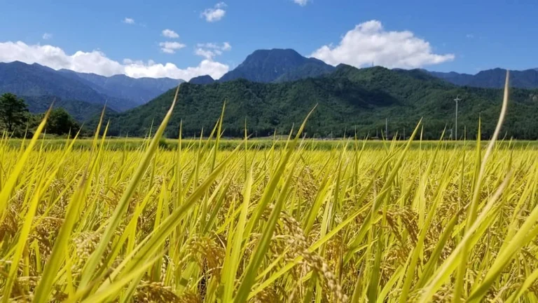 Azumino Matsukawa - Image 3