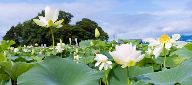 Lotus Root Specialty Store