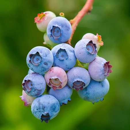 Blueberries