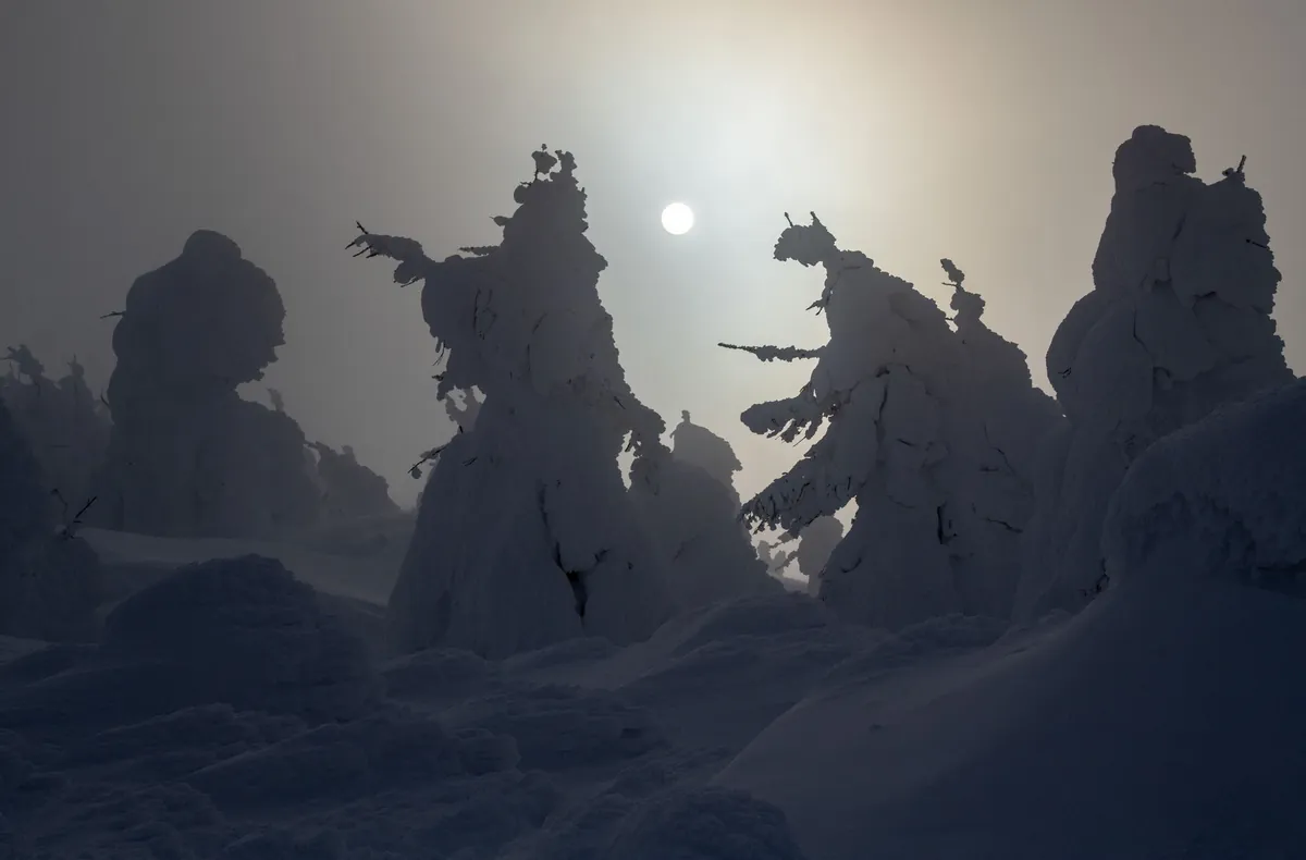Zao's famous snow monsters (juhyo) - frozen trees transformed into otherworldly ice formations