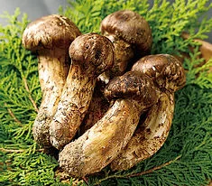Matsutake Mushrooms