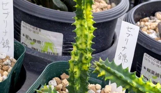 东金多肉植物组合