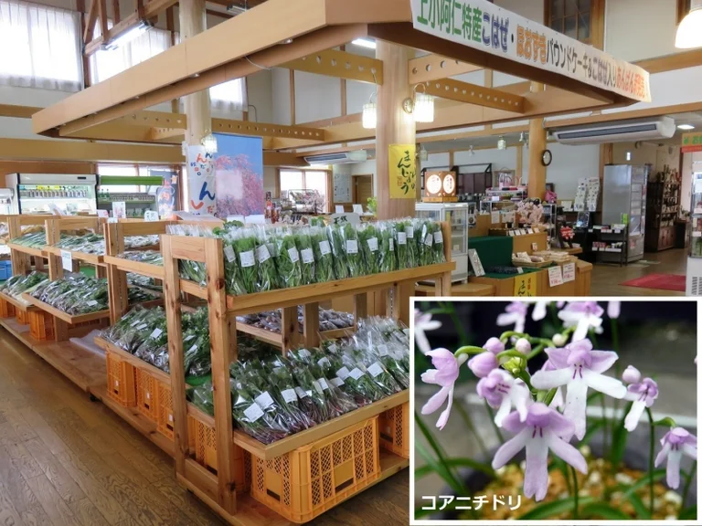 Kami-ko-ani - Image 2