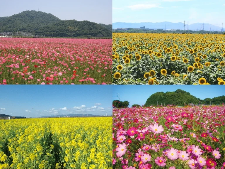 Kasaoka Bay Farm - Image 3