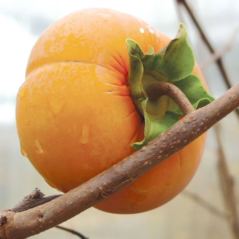 Close-up of a perfect Fuyu persimmon displaying its smooth skin and characteristic form