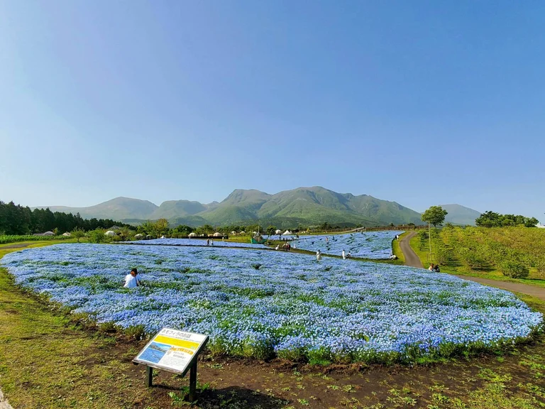 Sugou Farmers Market