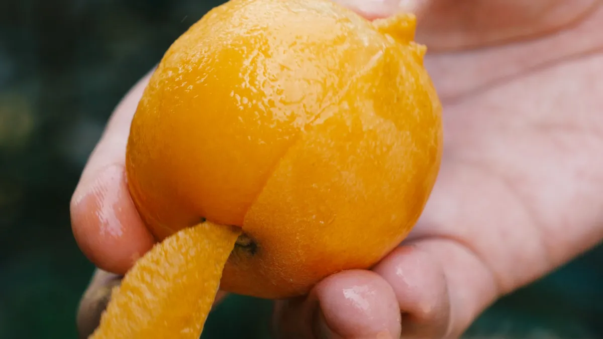 Loquat picking season from late May to mid-June when orchards open their gates to travelers