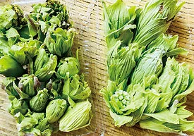 木曽山野菜：蒲公英