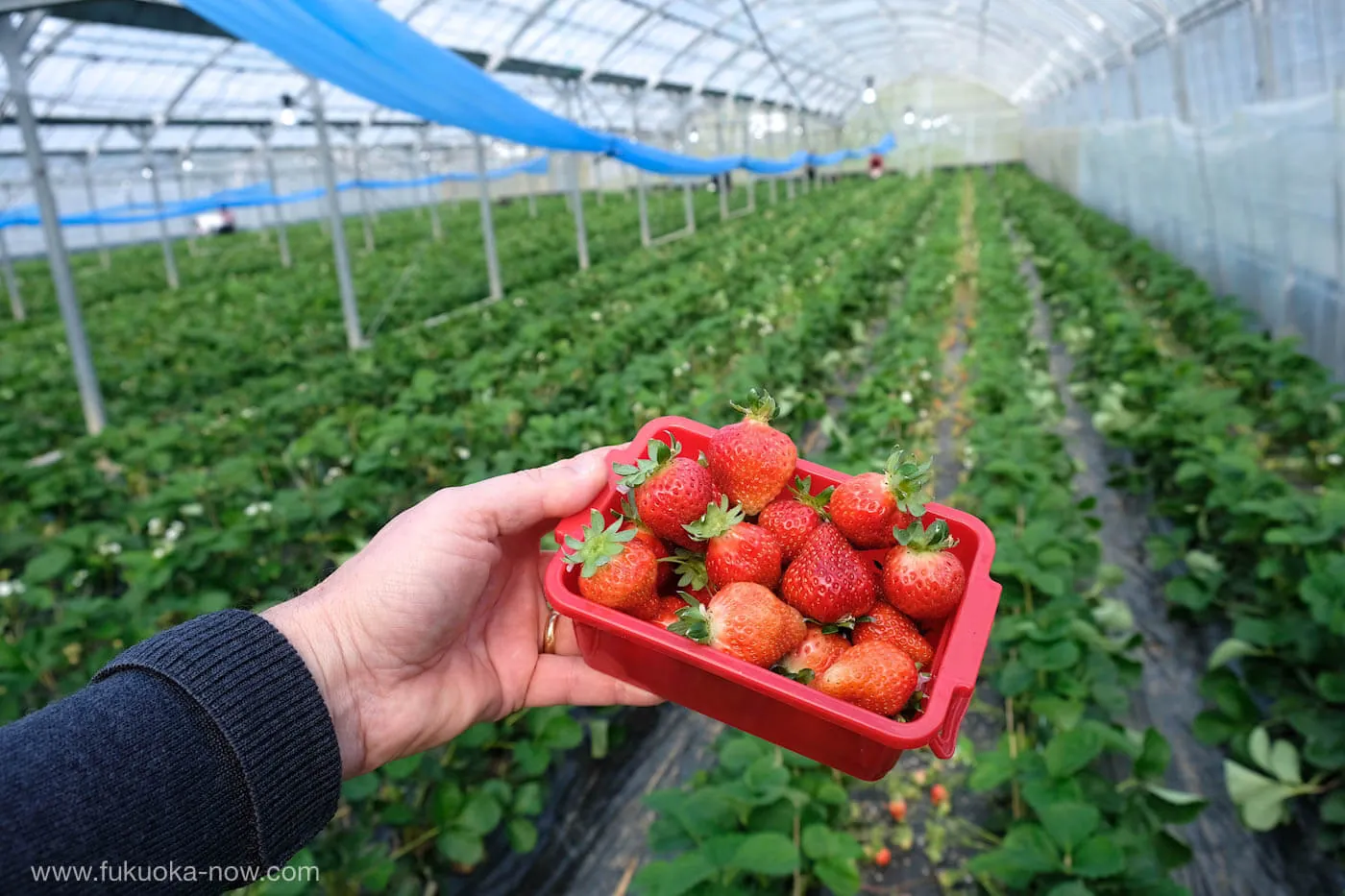 Fresh strawberries ready for harvest