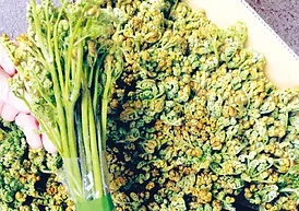 木曽山野菜：蕨菜