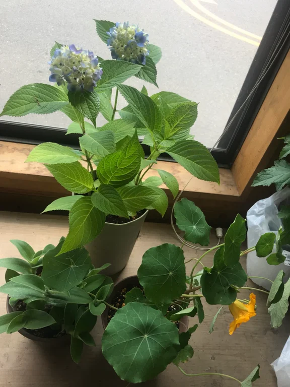 Tochios Aburage and Noodles