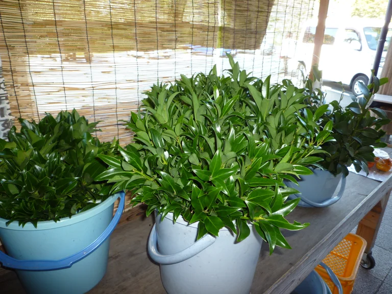 Shikimi and Sakaki Flowers