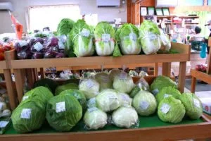 Wakame Pickled in Vinegar