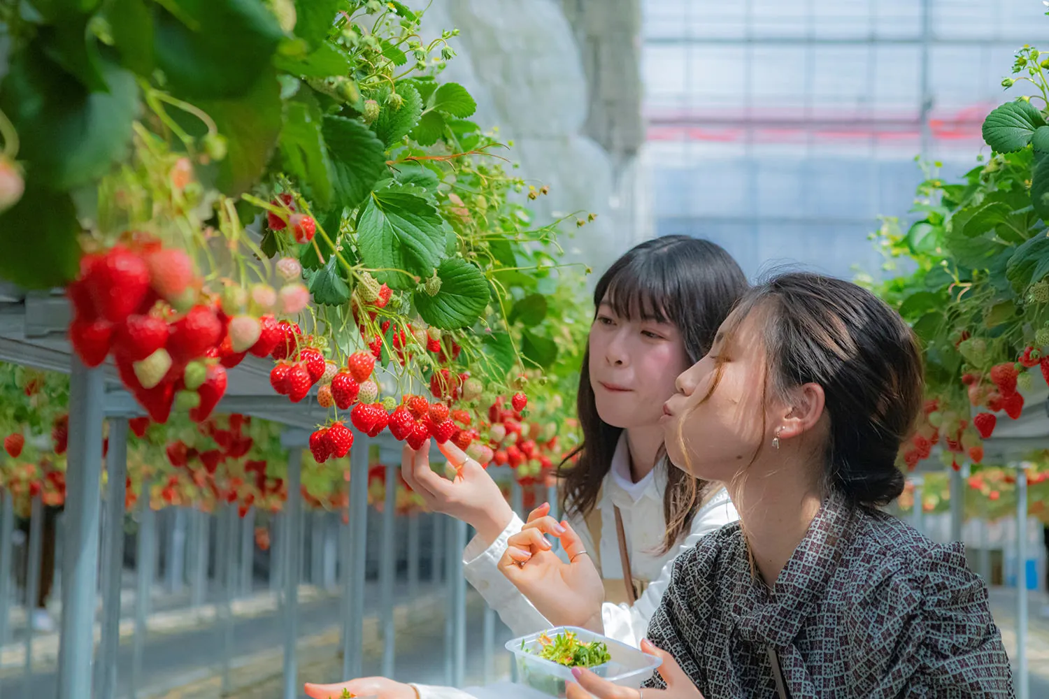Strawberry picking at Takuminosato
