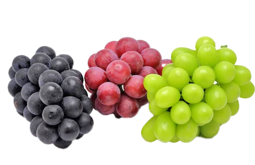 Golden Rush Sweet Corn