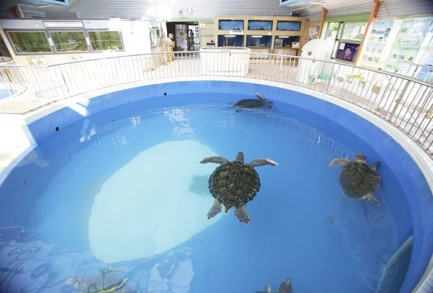 Kihō Town Sea Turtle Park - Image 2