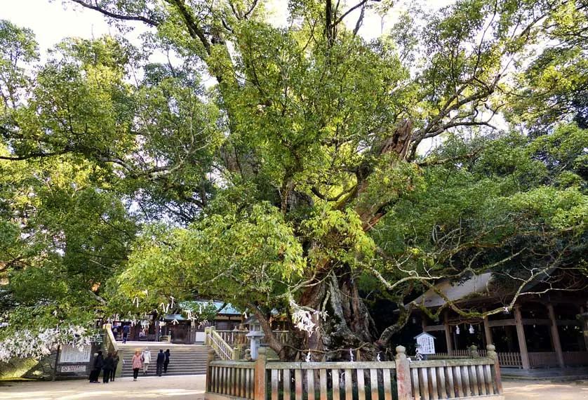 Ancient shrine grounds surrounded by primeval forest