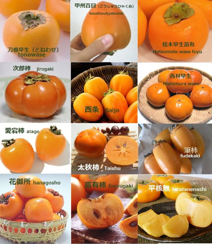 Comparison of different persimmon varieties showing the diversity of shapes and colors