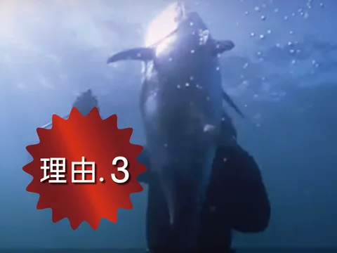 Takara Island Tuna Donburi