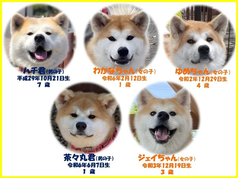 Niigata Rice and Seafood Combo