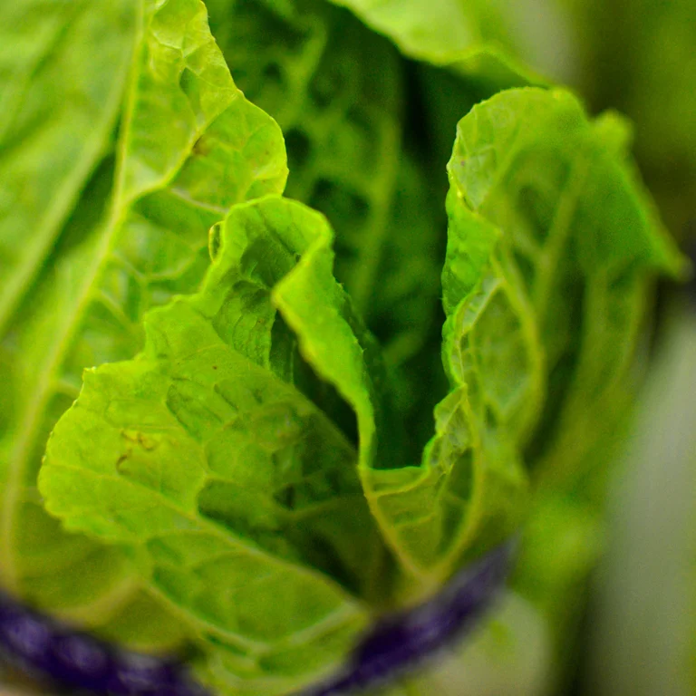 Fresh Vegetable Market
