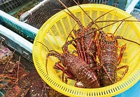 Izu Fisheries Cooperative Direct Sales