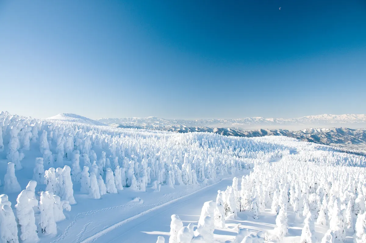 Deep powder skiing through Zao's legendary tree runs