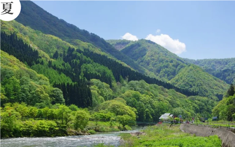 最上町特產蘆筍