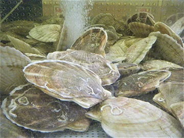 Live Scallop Shop
