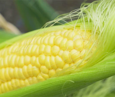 Sweet Corn Specialty Restaurant