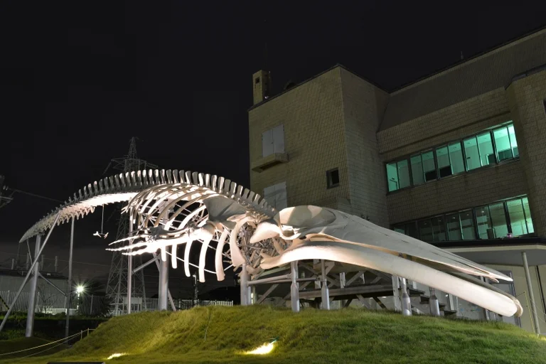 Wadaura WA・O! - Image 3