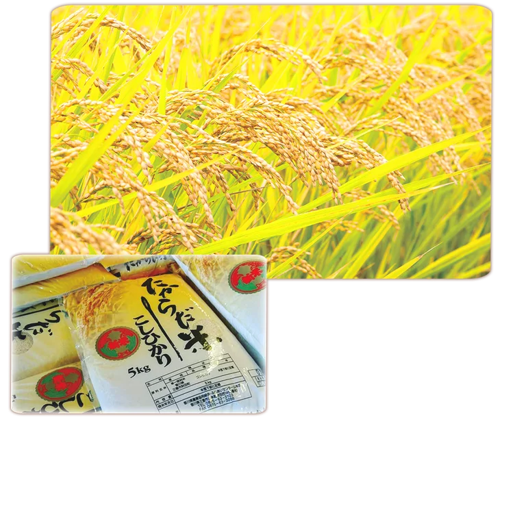 財田米（新米）