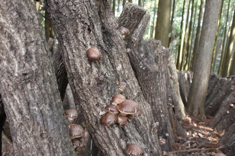 Asaji Mushroom Market