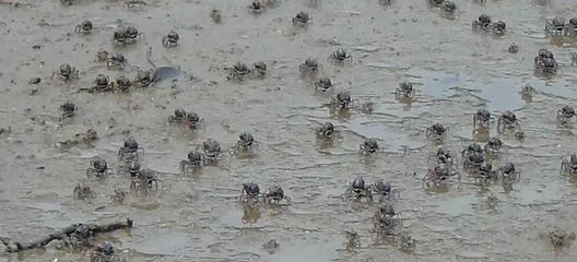 奄美森林生态主题书签