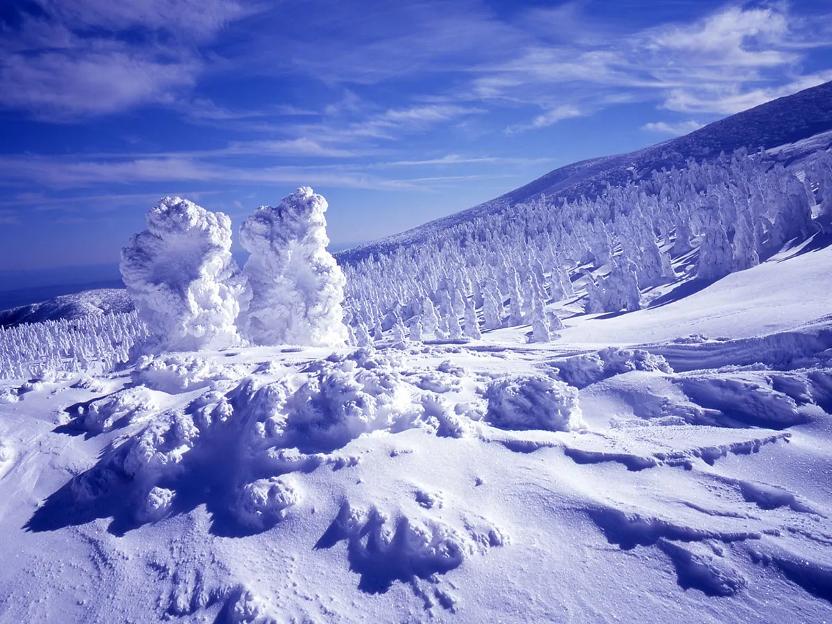 Night illumination transforms the snow monsters into a magical winter landscape