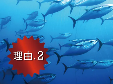 Takara Island Tuna Shop