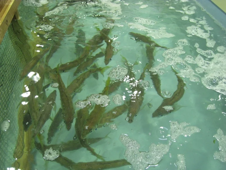 Kuronose Dandan Market - Image 2