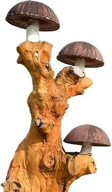 Shiitake Mushroom Specialty Shop