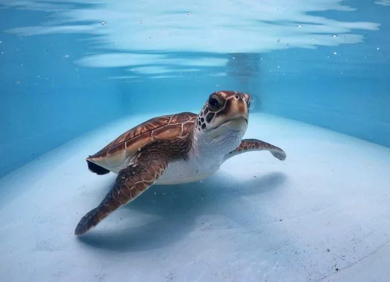 Kihō Town Sea Turtle Park - Image 3