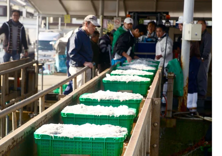 Awaji Island Sea Eel