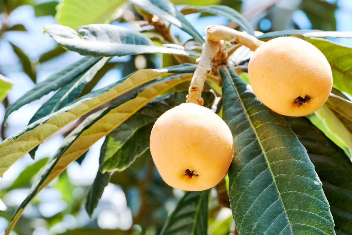 The roadside station's astonishing array of loquat products from jellies to the famous loquat curry