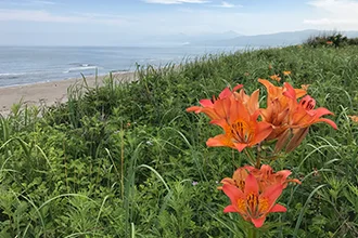知床原生花园纪念明信片