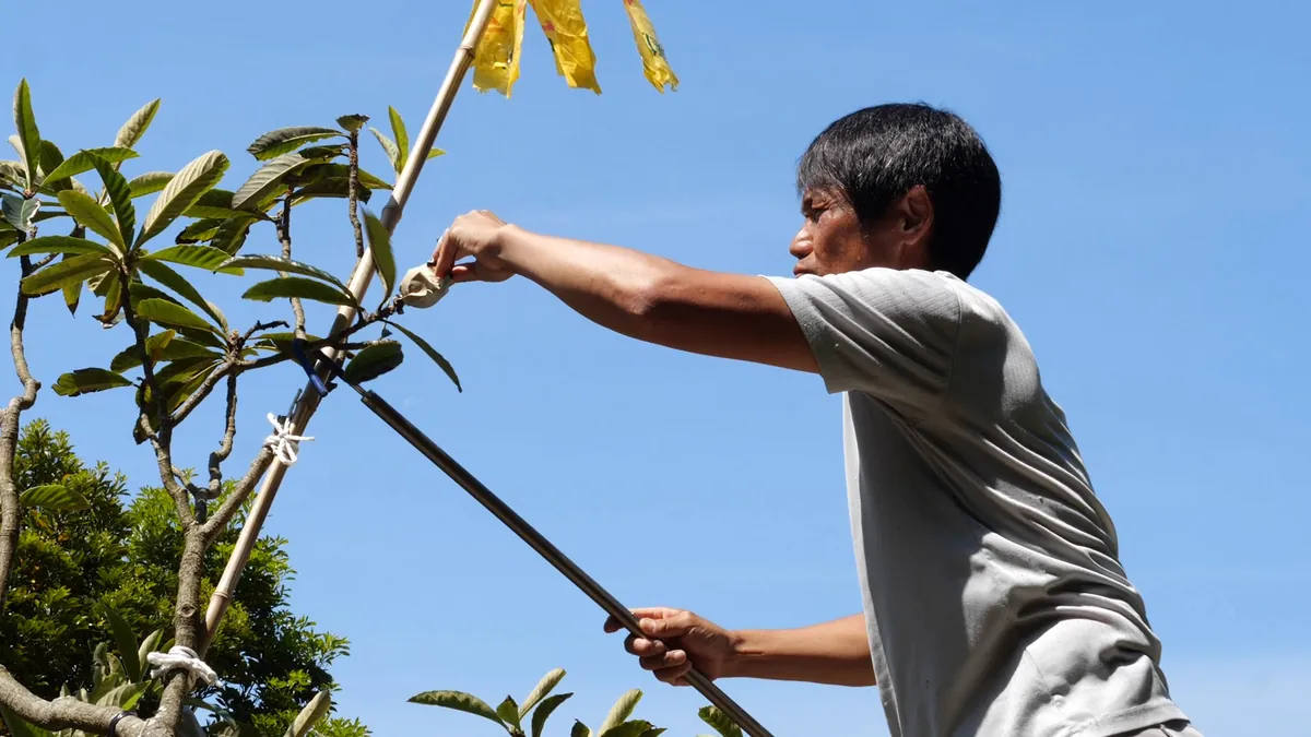 1909년 이래 황실에 진상되어 온 황금빛 보슈 비와가 나무에 익어가고 있어요