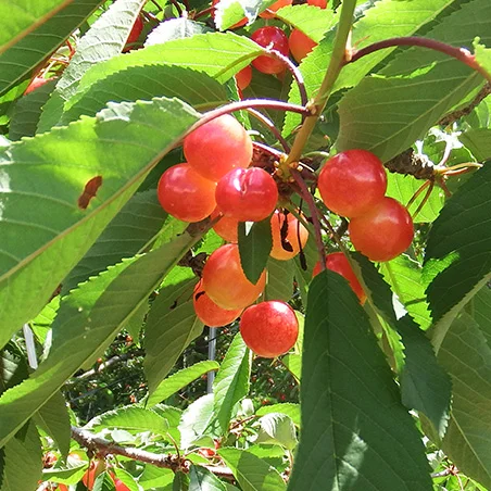 Cherries