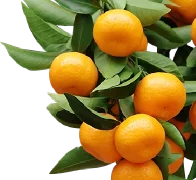 Sakurajima Small Tangerine